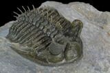 Tower Eyed Erbenochile Trilobite - Top Quality #128955-5